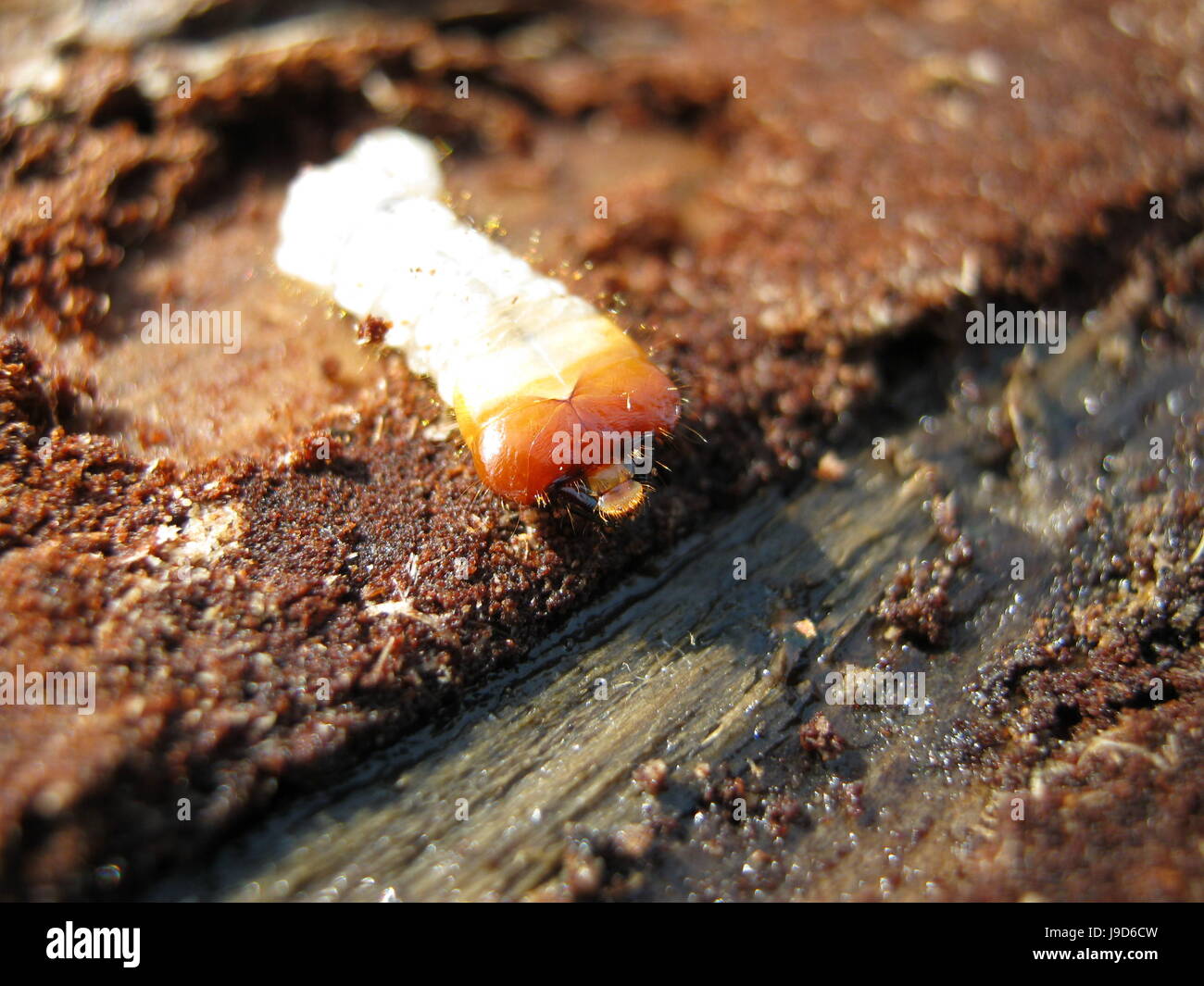 Larve des Käfers schwarz Stockfoto