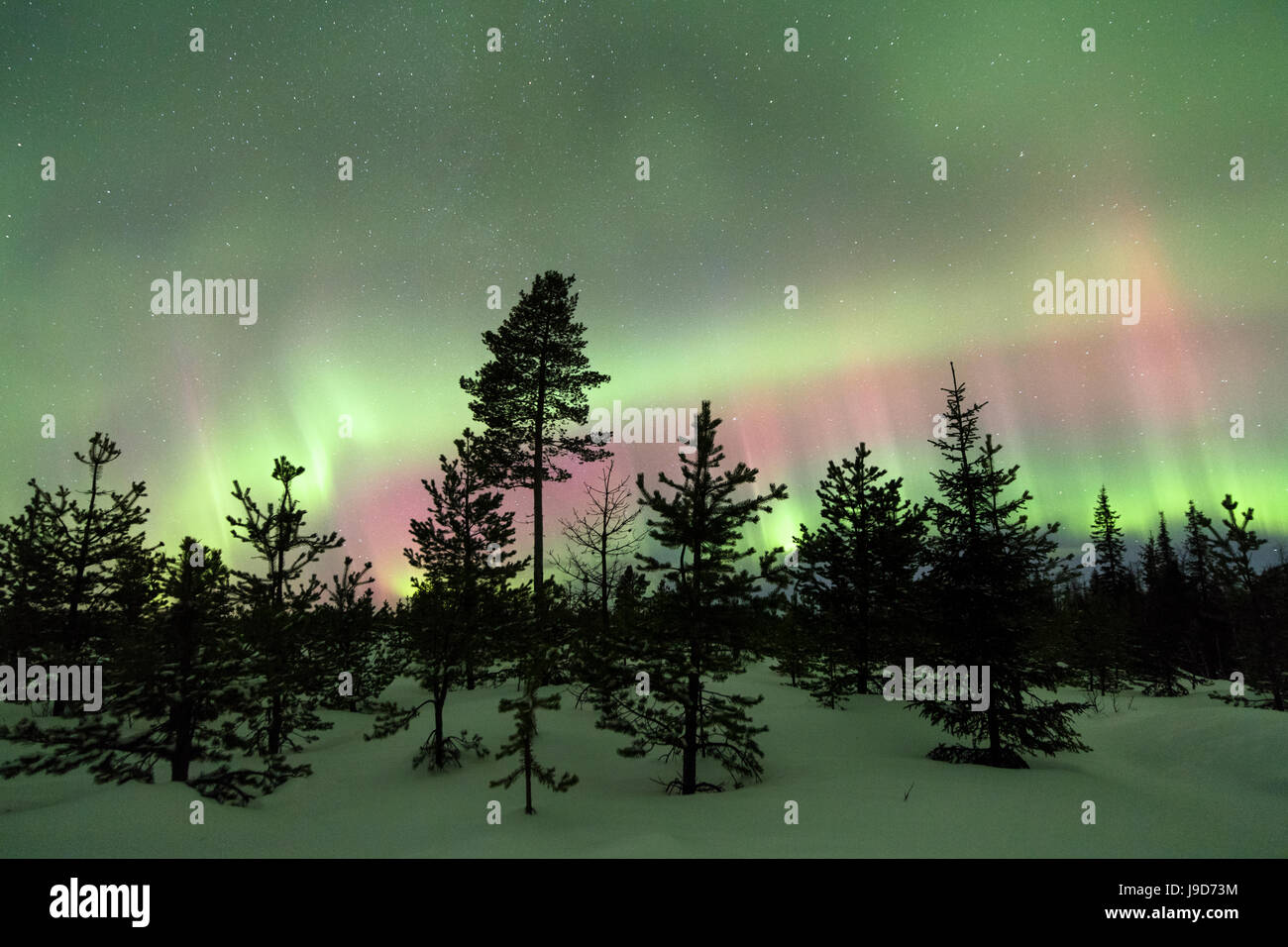 Bunte Lichter der Nordlichter (Aurora Borealis) und Sternenhimmel auf die verschneiten Wälder, Levi, Sirkka, Kittilä, Finnland Stockfoto