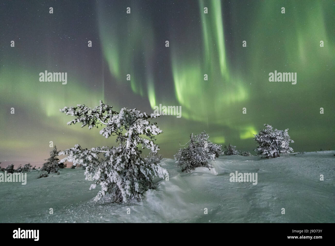 Nordlichter (Aurora Borealis) auf den gefrorenen Bäumen im verschneiten Wald, Levi, Sirkka, Kittilä, Lappland, Finnland, Europa Stockfoto