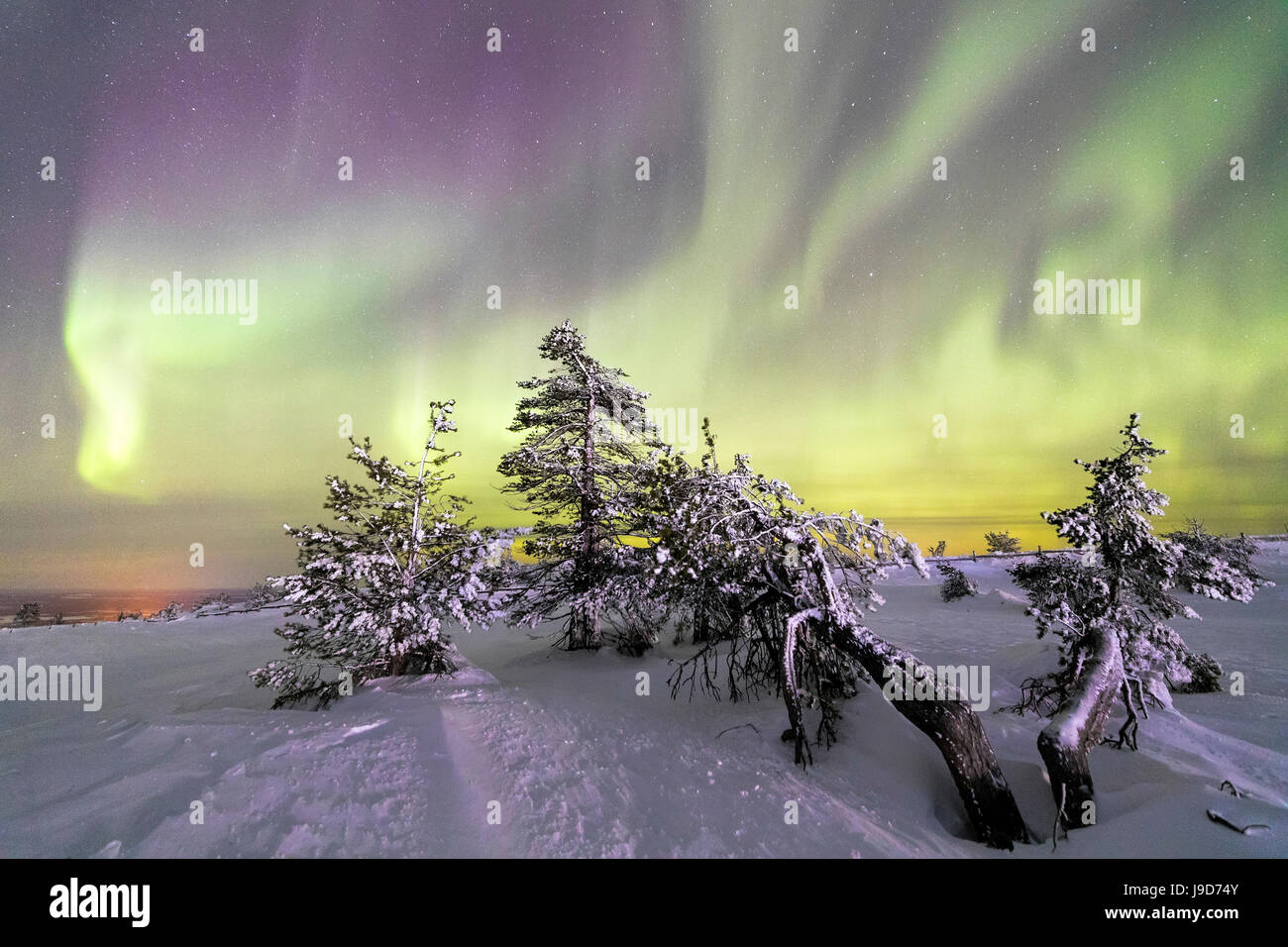 Nordlichter (Aurora Borealis) und Sternenhimmel auf die verschneite Landschaft und den gefrorenen Bäumen, Levi, Sirkka, Kittilä, Finnland Stockfoto