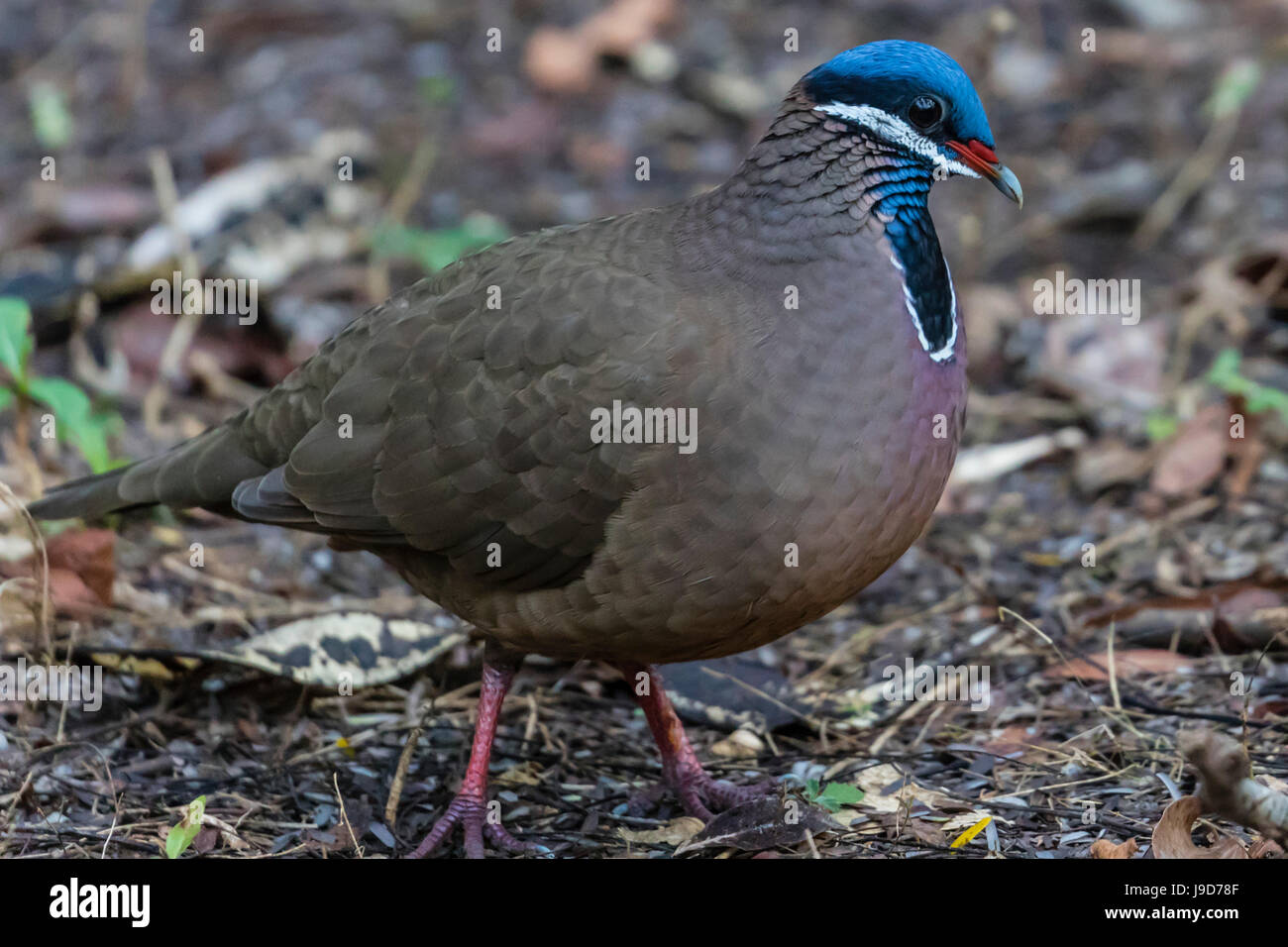 Eine Erwachsene unter der Leitung von blau Wachtel-Taube (Starnoenas Cyanocephala), Zapata Nationalpark, endemisch auf Kuba, Kuba, West Indies, Karibik Stockfoto