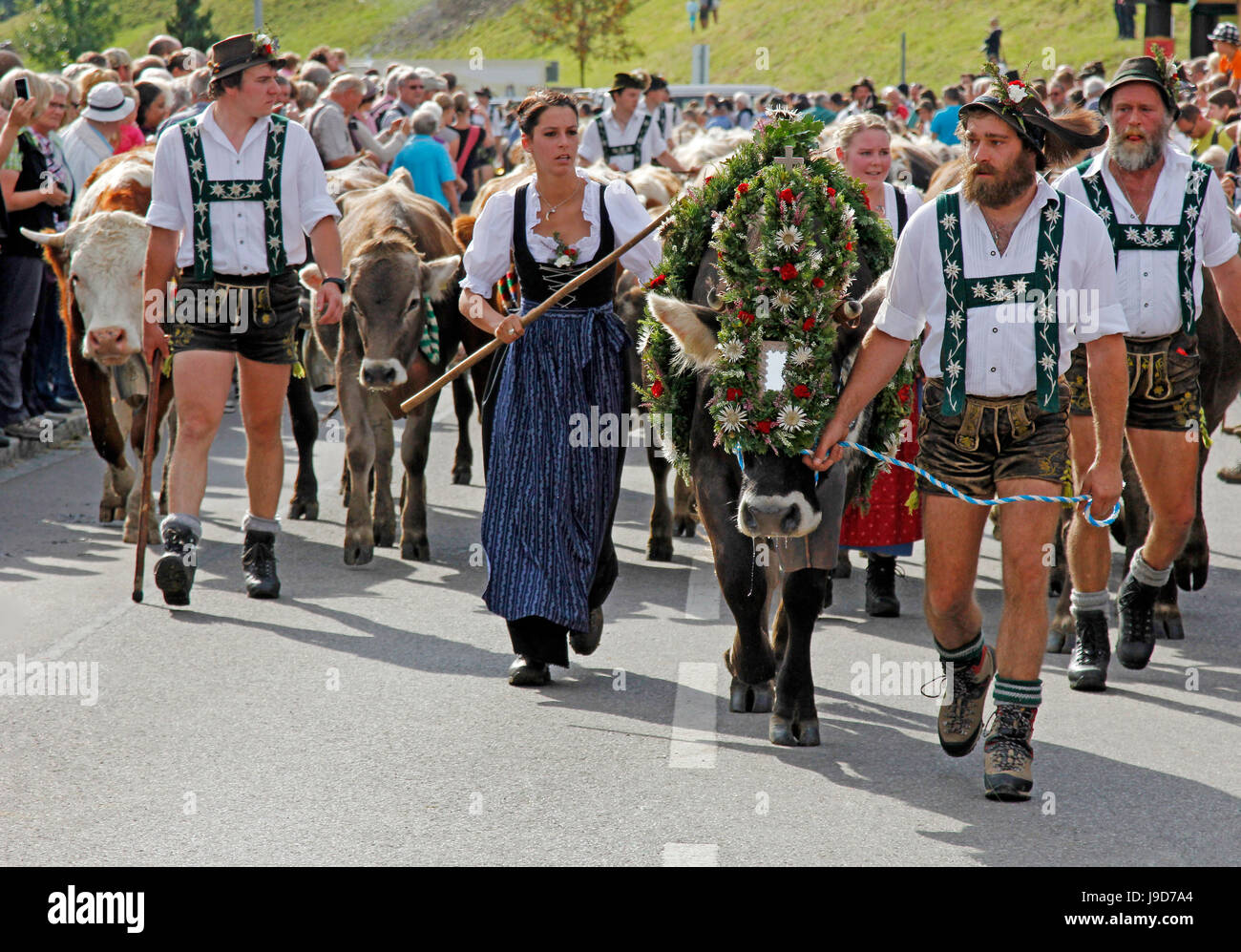 Viehscheid, jährliche Senkung des Viehs von den Sommerweiden Berg bis ins Tal, Obermaiselstein, Bayern, Deutschland Stockfoto