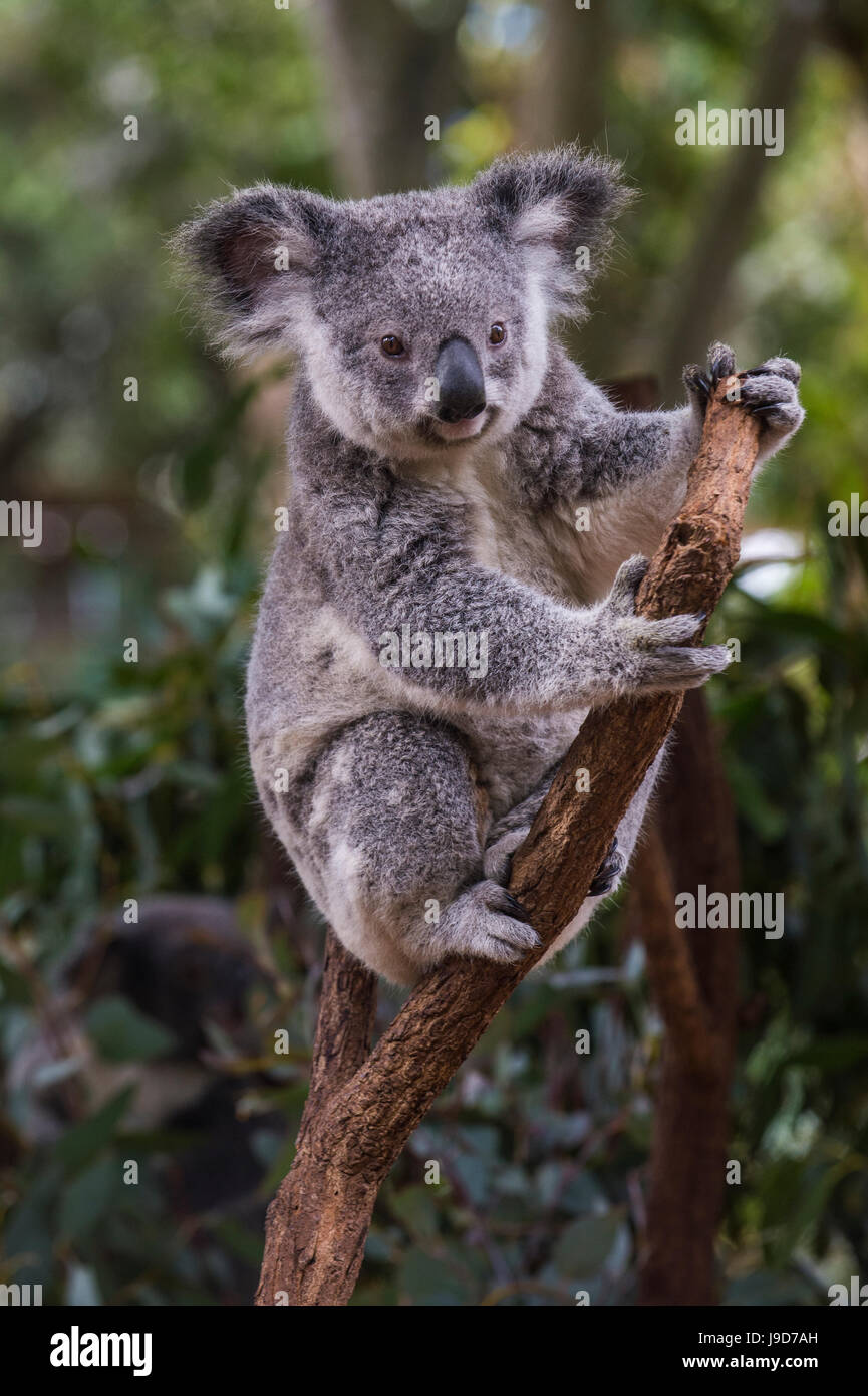 Koala (Phascolarctos Cinereus), Lone Pine Sanctuary, Brisbane, Queensland, Australien, Pazifik Stockfoto