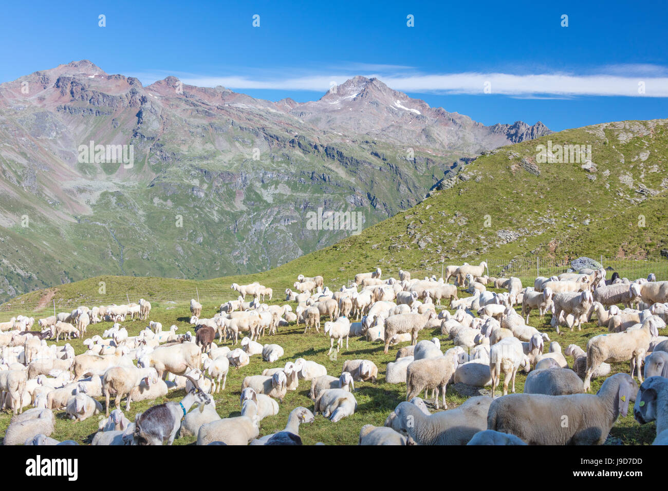 Schafe in den grünen Weiden umgeben von felsigen Gipfeln, Val Di Viso, Camonica-Tal, Provinz Brescia, Lombardei, Italien Stockfoto