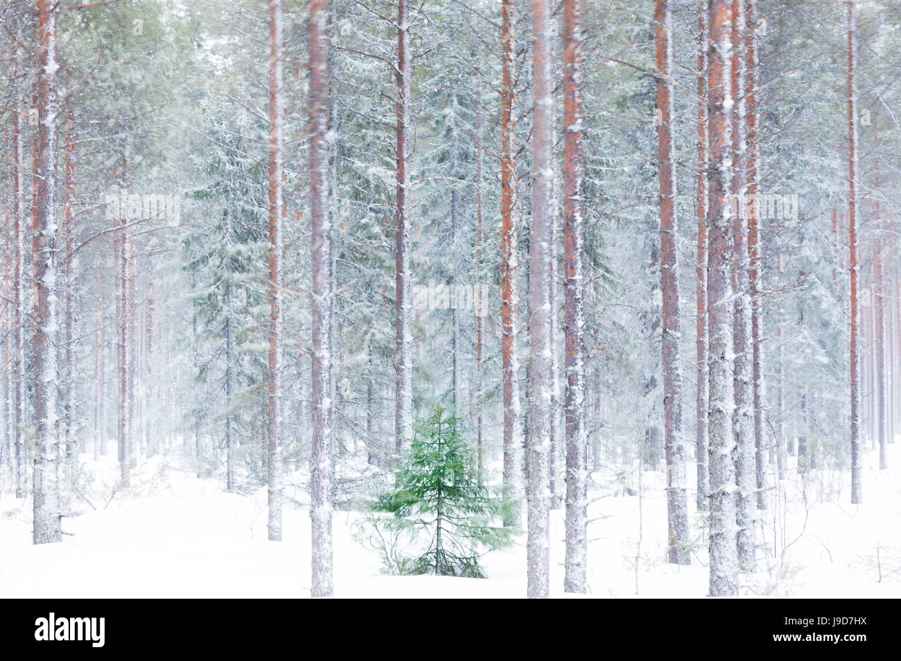 Bäume in den verschneiten Wäldern hüllte in den Morgennebel, Alaniemi, Rovaniemi, Lappland, Finnland, Europa Stockfoto