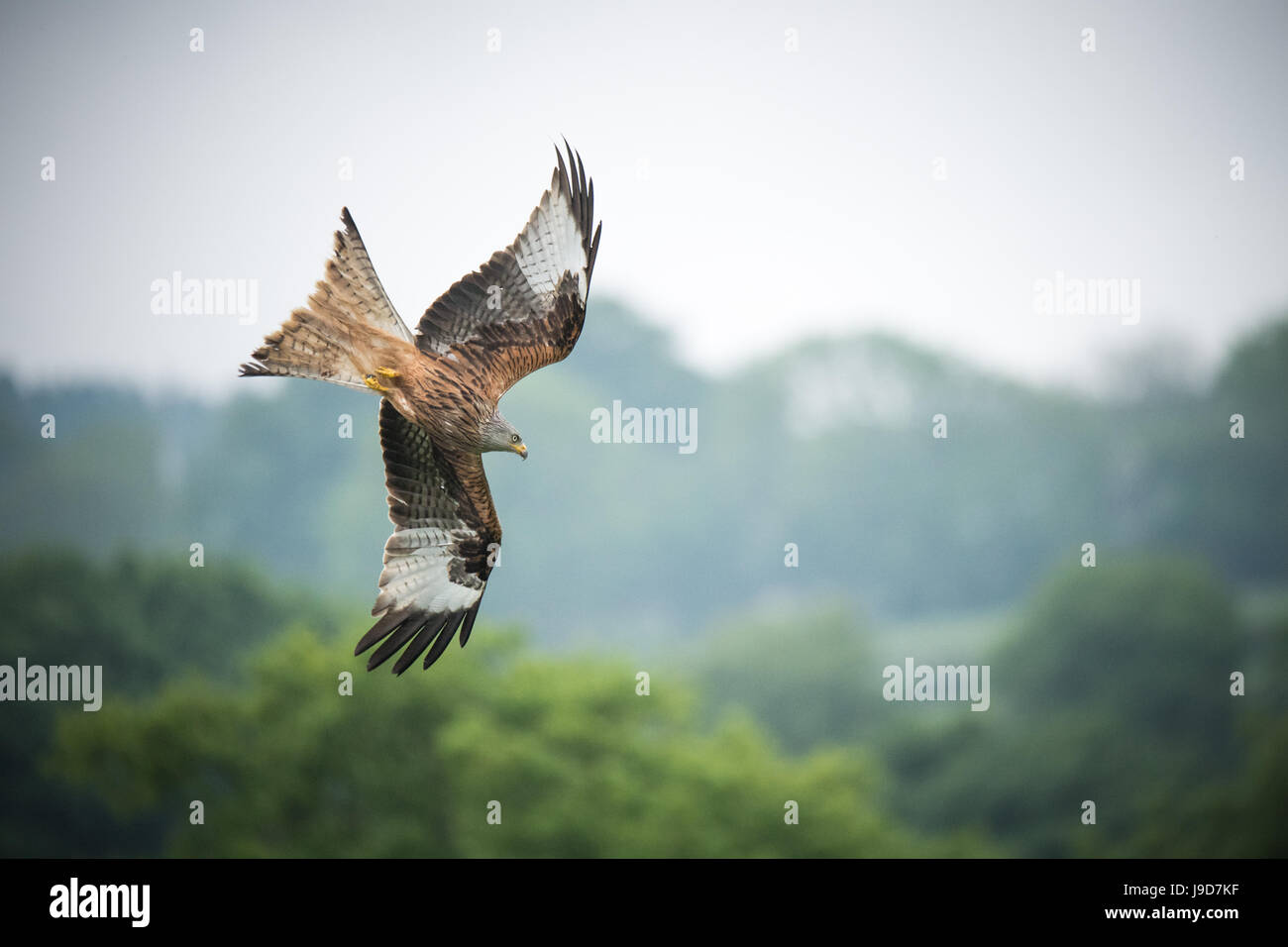 Rotmilan Tauchen. An einem nebligen Tag fotografiert, ist Süd-Wales, UK. Stockfoto