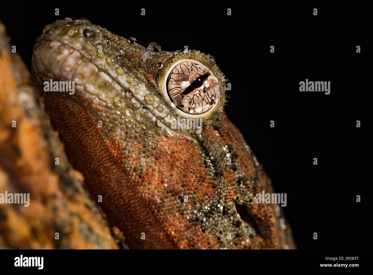 Moosigen Gecko (Rhacodactylus Chahoua), Gefangenschaft, Vereinigtes Königreich, Europa Stockfoto