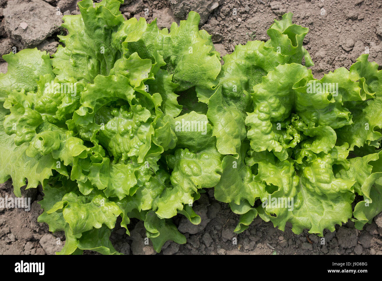 Frische Bio Römersalat, Cos Salat, wachsen im Boden vor der Ernte Stockfoto