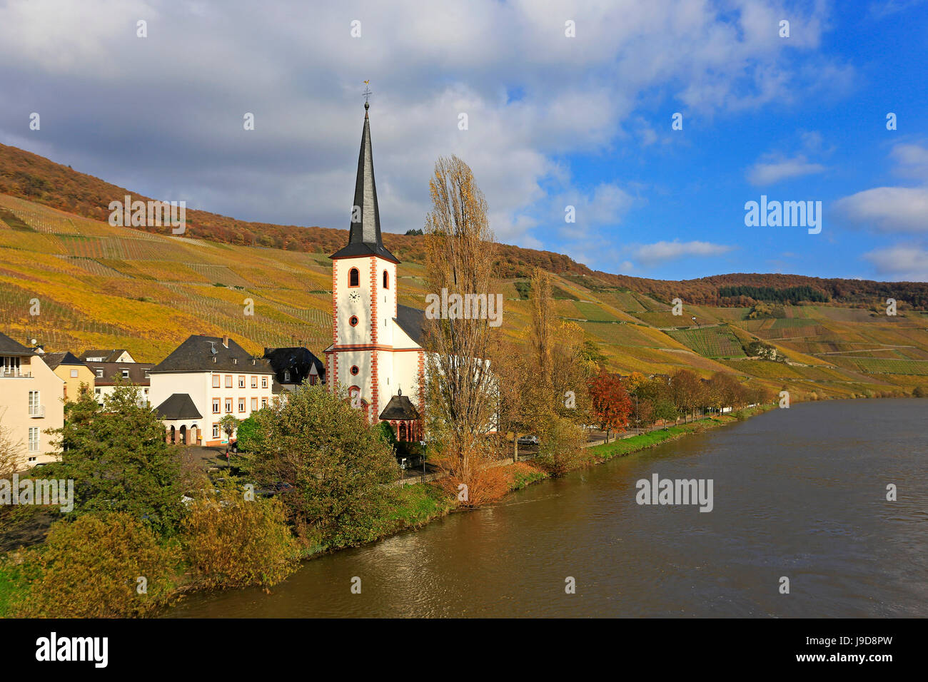 Weinberge und Kirche in der Nähe von Piesport, Moseltal, Rheinland-Pfalz, Deutschland, Europa Stockfoto