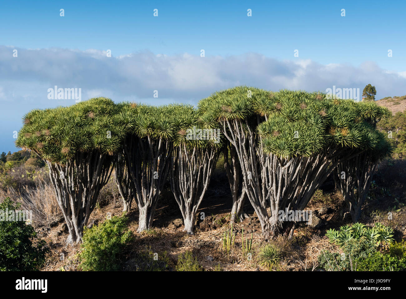 Drache Bäume (Dracaena Draco), La Palma Insel, Kanaren, Spanien, Europa Stockfoto