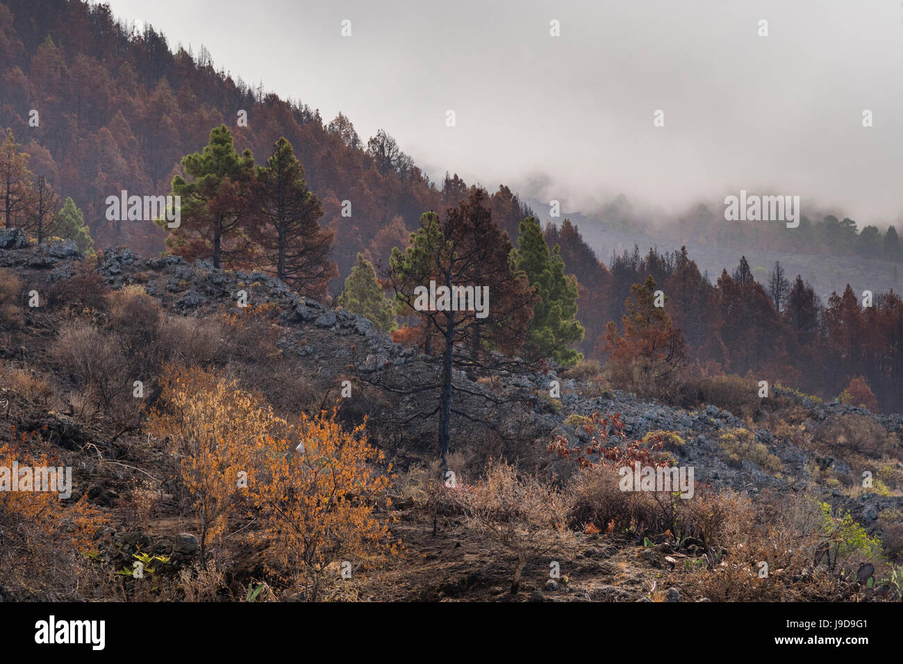 Verbrannte kanarische Kiefern, Insel La Palma, Kanarische Inseln, Spanien, Europa Stockfoto