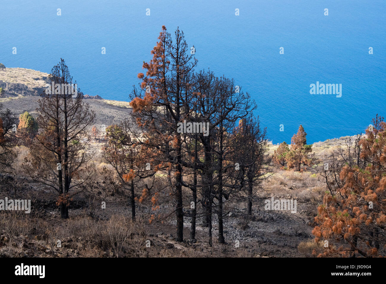 Verbrannte kanarische Kiefern, Insel La Palma, Kanarische Inseln, Spanien, Atlantik, Europa Stockfoto