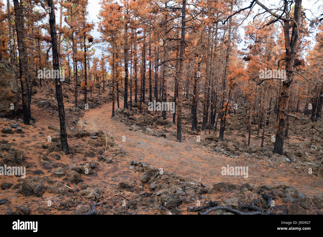 Verbrannte kanarische Kiefern, Insel La Palma, Kanarische Inseln, Spanien, Europa Stockfoto