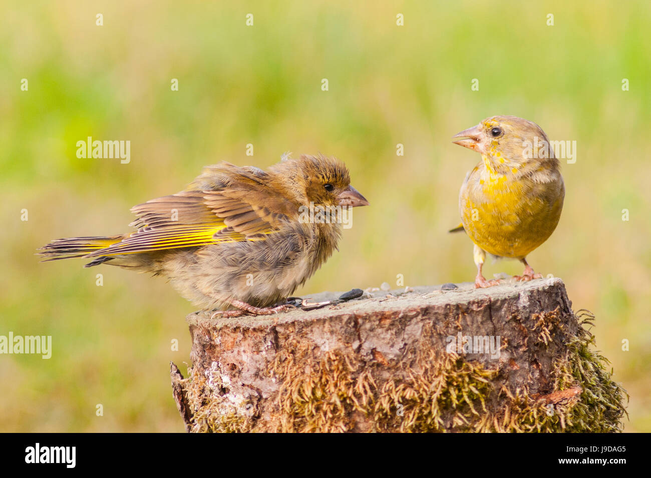Zwei junge Grünfink (Zuchtjahr Chloris) im Vereinigten Königreich Stockfoto