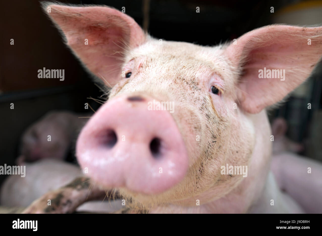 schmutzige Schwein im Stall Stockfoto
