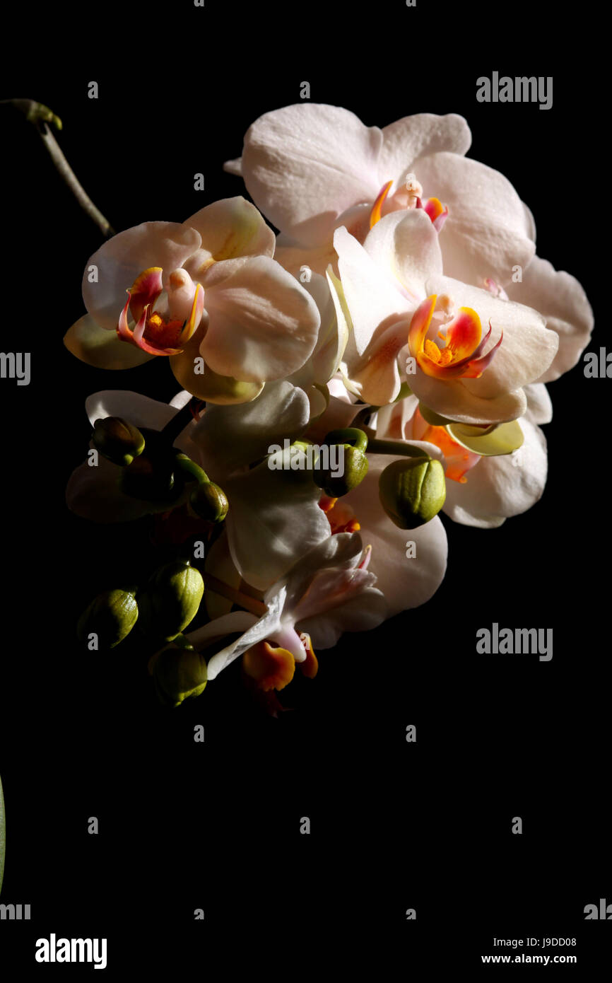 Makro, Nahaufnahme, Makro-Aufnahme, Nahaufnahme Blick, Orchidee, Pflanze, Blume, Knospen, Stockfoto