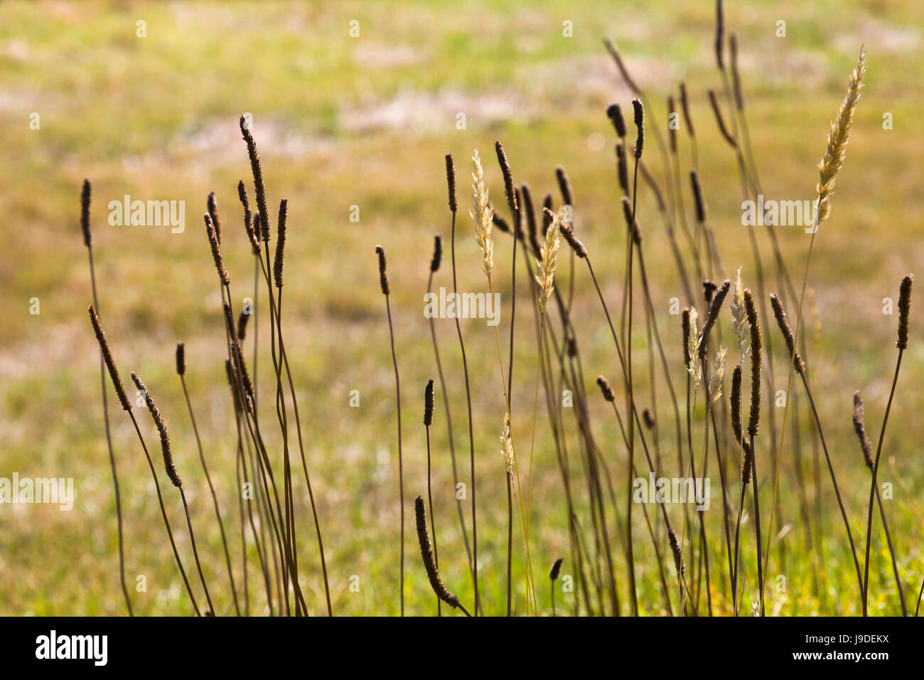 Verschwommene Sicht auf kleinen Schilf. Stockfoto