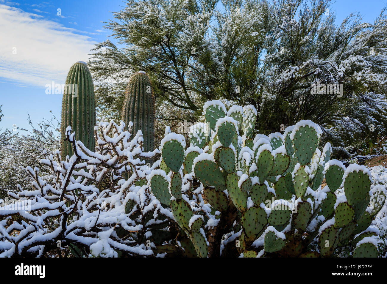 Die normalerweise trockenen Sonora-Wüste empfängt eine seltene Abstauben von Schnee. Tucson, Arizona. Stockfoto