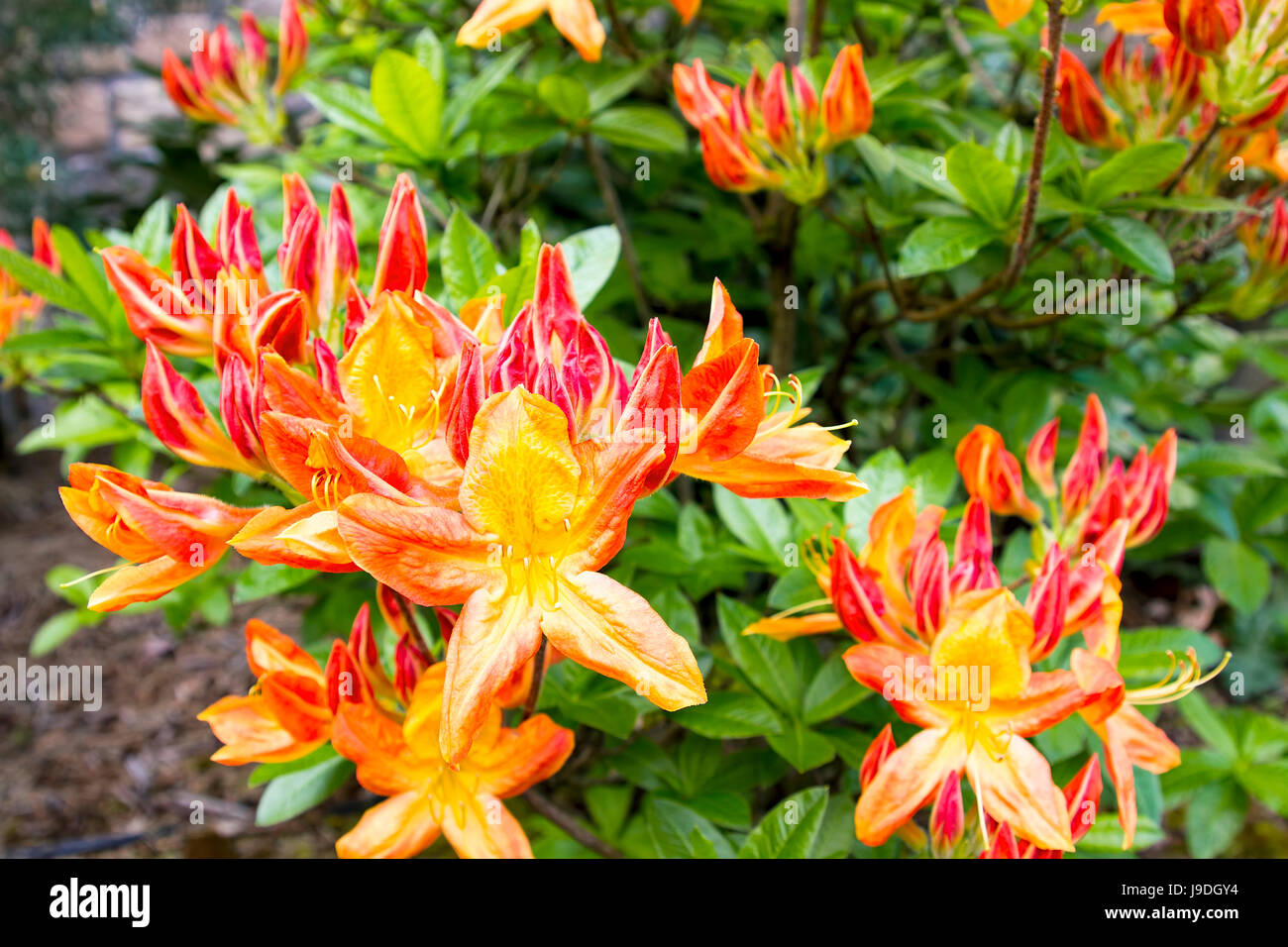 Frühjahr, Rhododendron, Saison, Orange, Blüte, Blatt, Farbe, Garten, Blüte, Stockfoto