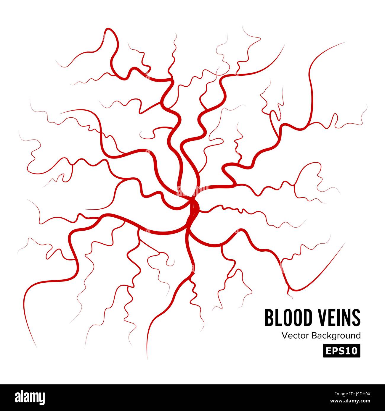 Menschlichem Blut Adern Vektor. Blut-Arterien, Isolated On White. Adern. Bild der Gesundheit rote Äderchen Illustration. Stock Vektor