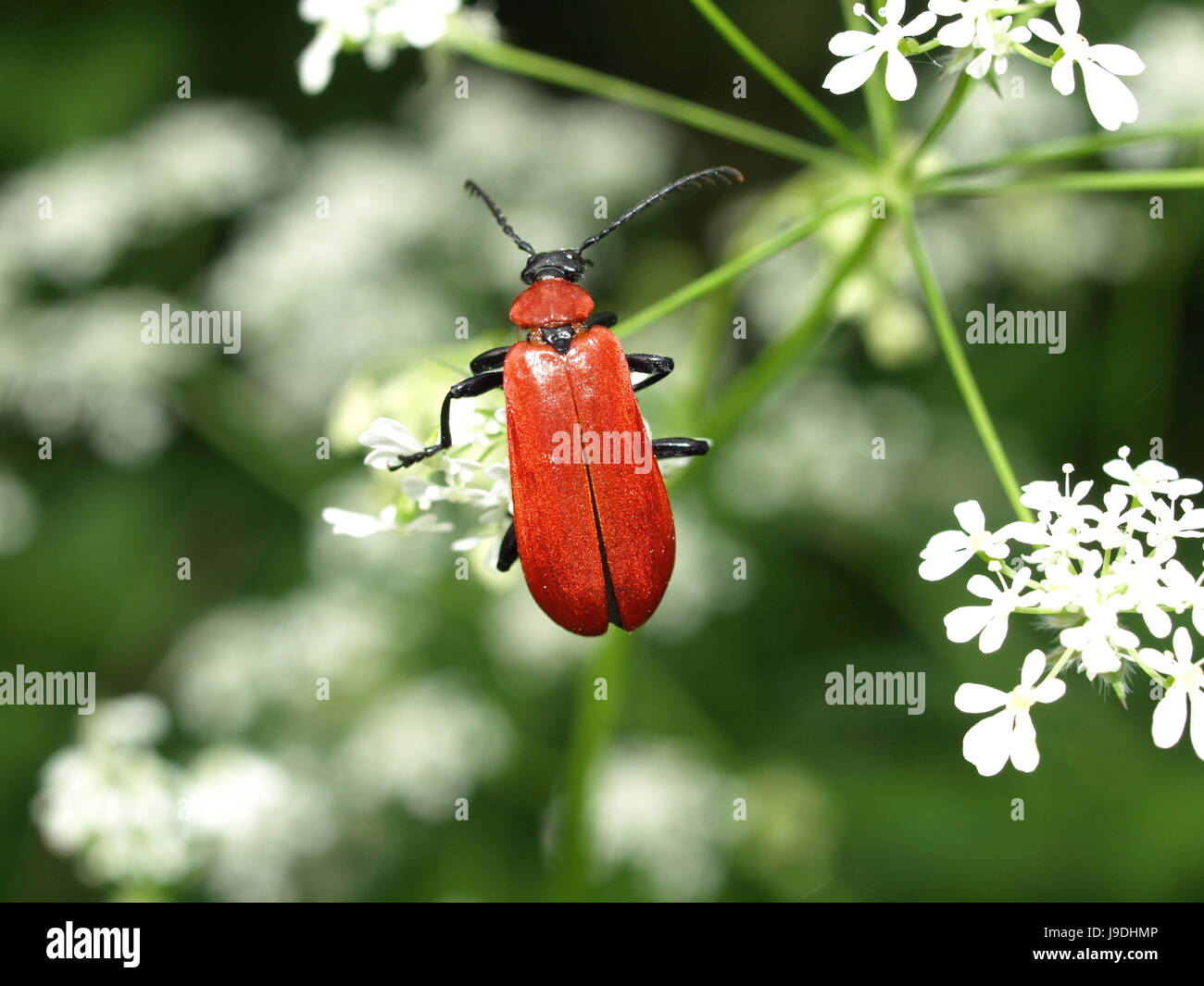 Insekt Insekten Käfer Rothaarige Insekt Insekten Käfer Laubwald