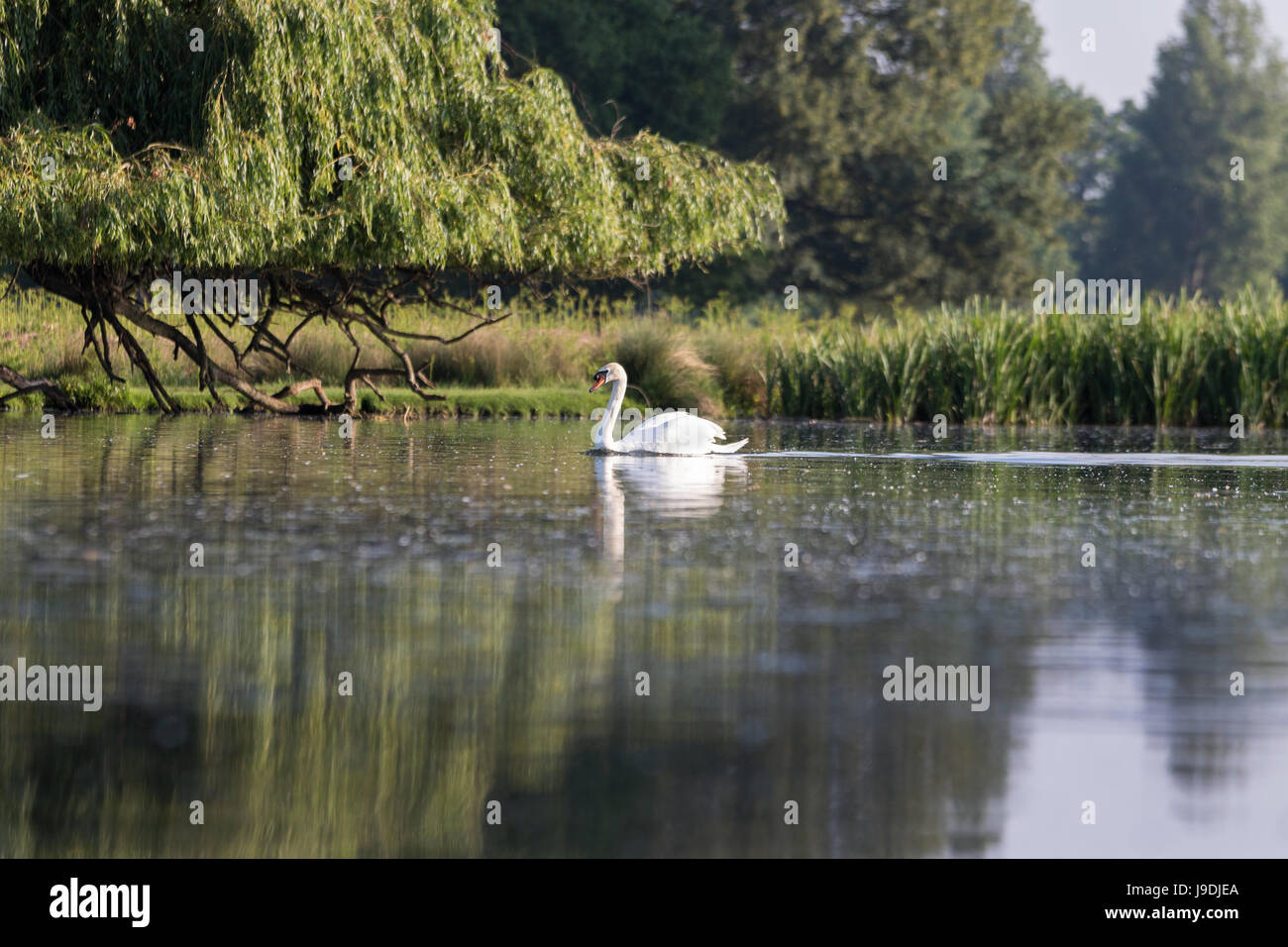Ein Höckerschwan auf einem ruhigen See schwimmen Stockfoto