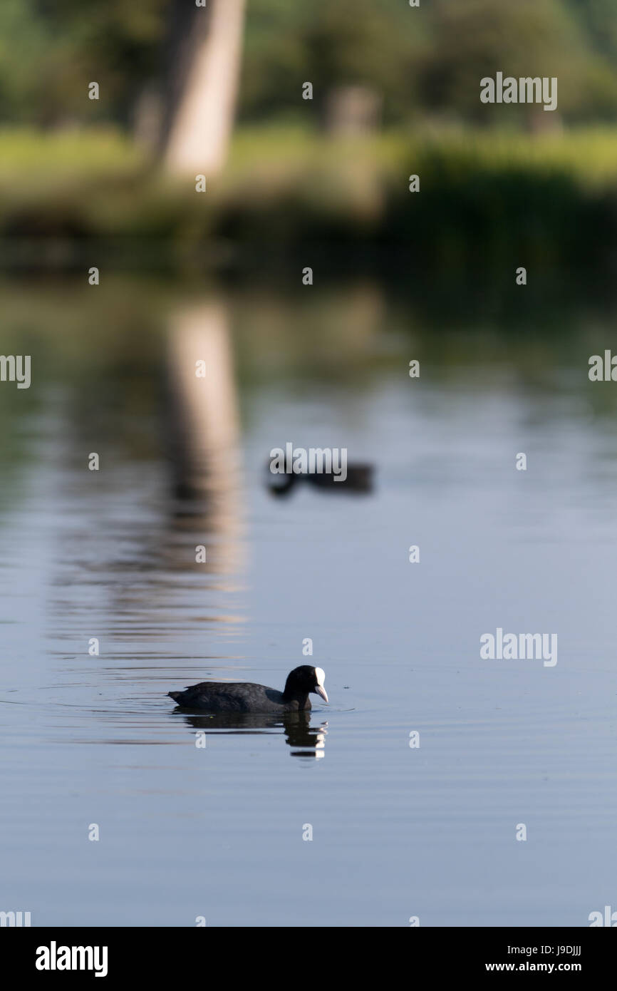 Zwei Blässhühner und Reflexionen auf einem See Stockfoto