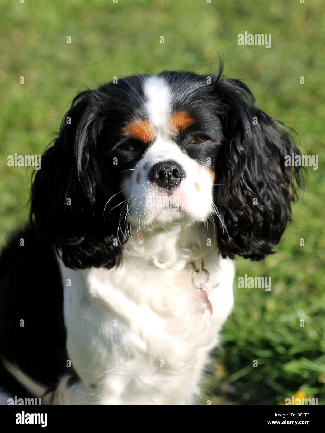 Farbe, Haustier, braun, braun, brünett, schwarz, dunkelhäutigen, tiefschwarze, tiefschwarz, Stockfoto