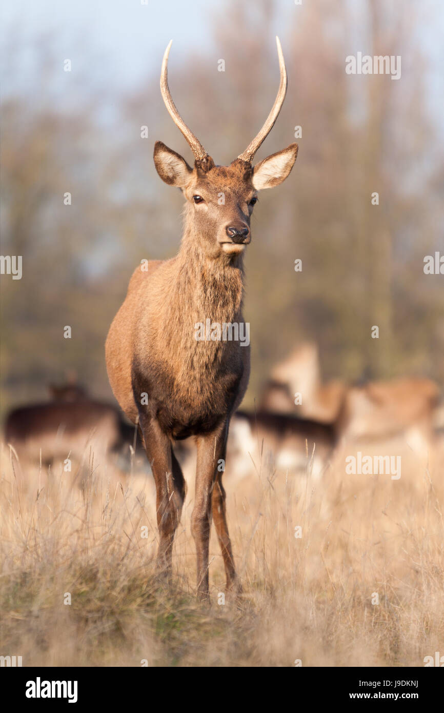 Red Deer juvenile Stockfoto
