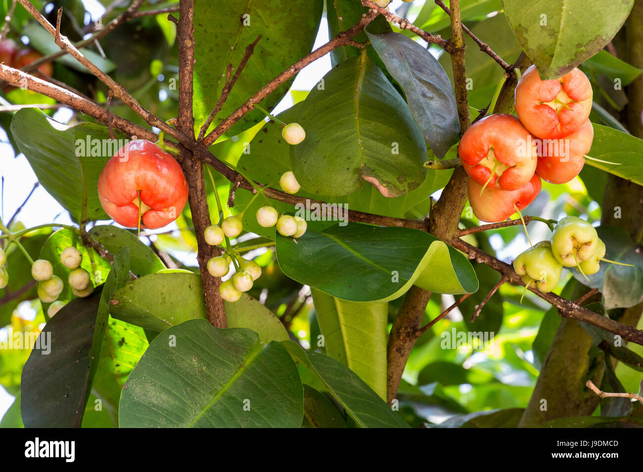 Wasser Apfel, Sekinchan, Malaysia. Stockfoto