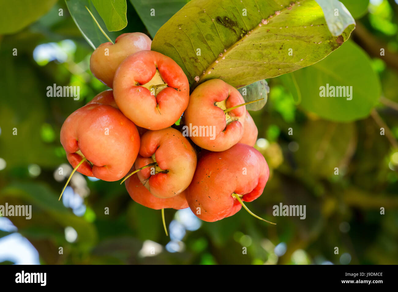 Wasser Apfel, Sekinchan, Malaysia. Stockfoto