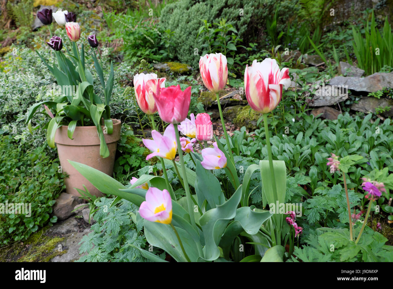 Tulpen Zwiebeln wachsen in Terrakotta Töpfe gesetzt in einen Steingarten Steingarten im Frühjahr an einem Hang im ländlichen Wales UK KATHY DEWITT Stockfoto