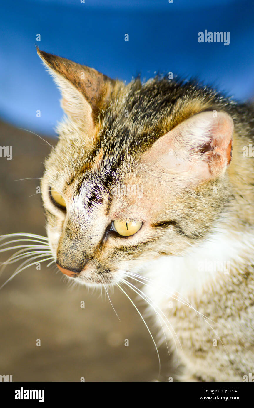 Kopf einer grauen und schwarzen Katze in einem Dorf Kreter Stockfoto