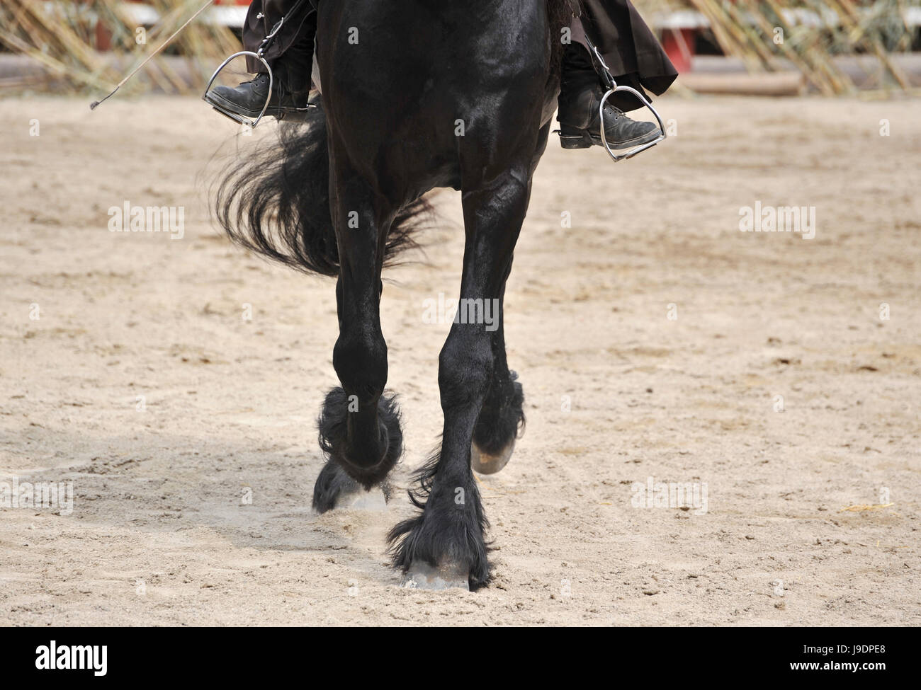 schwarz, dunkelhäutigen, tiefschwarze, tiefschwarz, Pferd, Hengst, schön, beauteously, Stockfoto