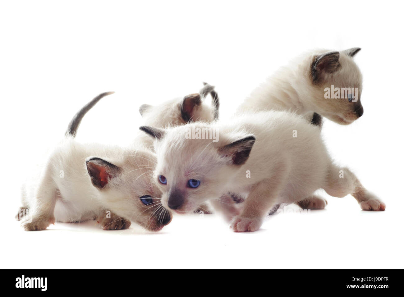 Baby Katze, Kätzchen, Pussycat, Katze, Hauskatze, Siam, blau, Tier, Haustier, Stockfoto