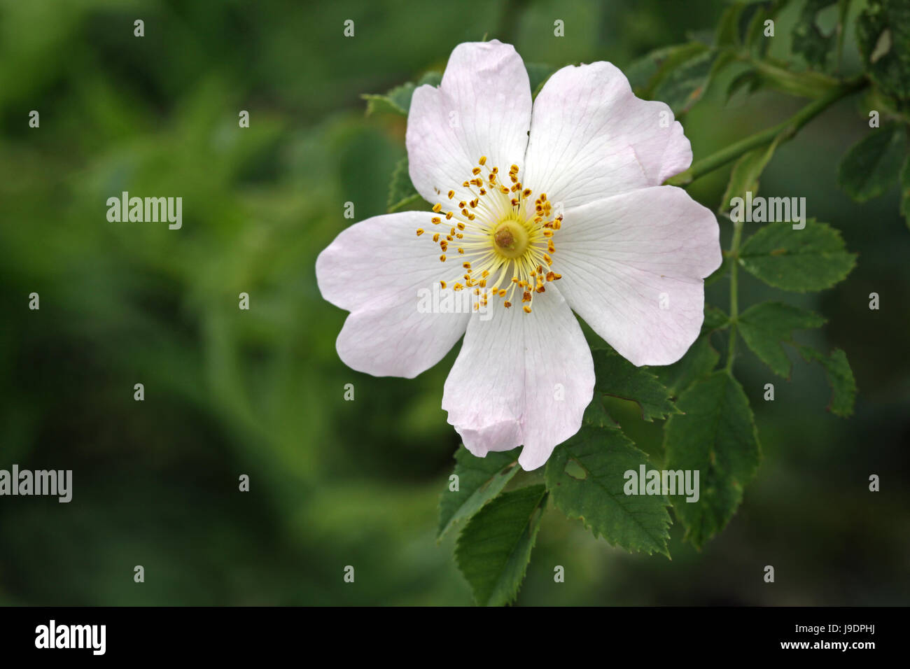 Blume, Rose, Pflanze, Hundsrose, Briar Rose, rosa, Blume, Rose, Pflanze, Heckenrose, Stockfoto