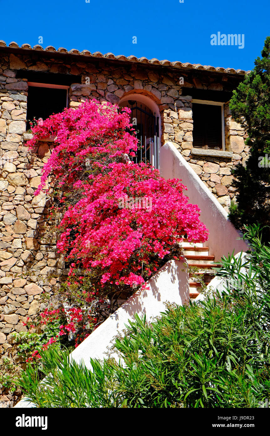 rote Bougainvillea Blumen wachsen auf Treppe, Porto Rotondo, Sardinien, Italien Stockfoto