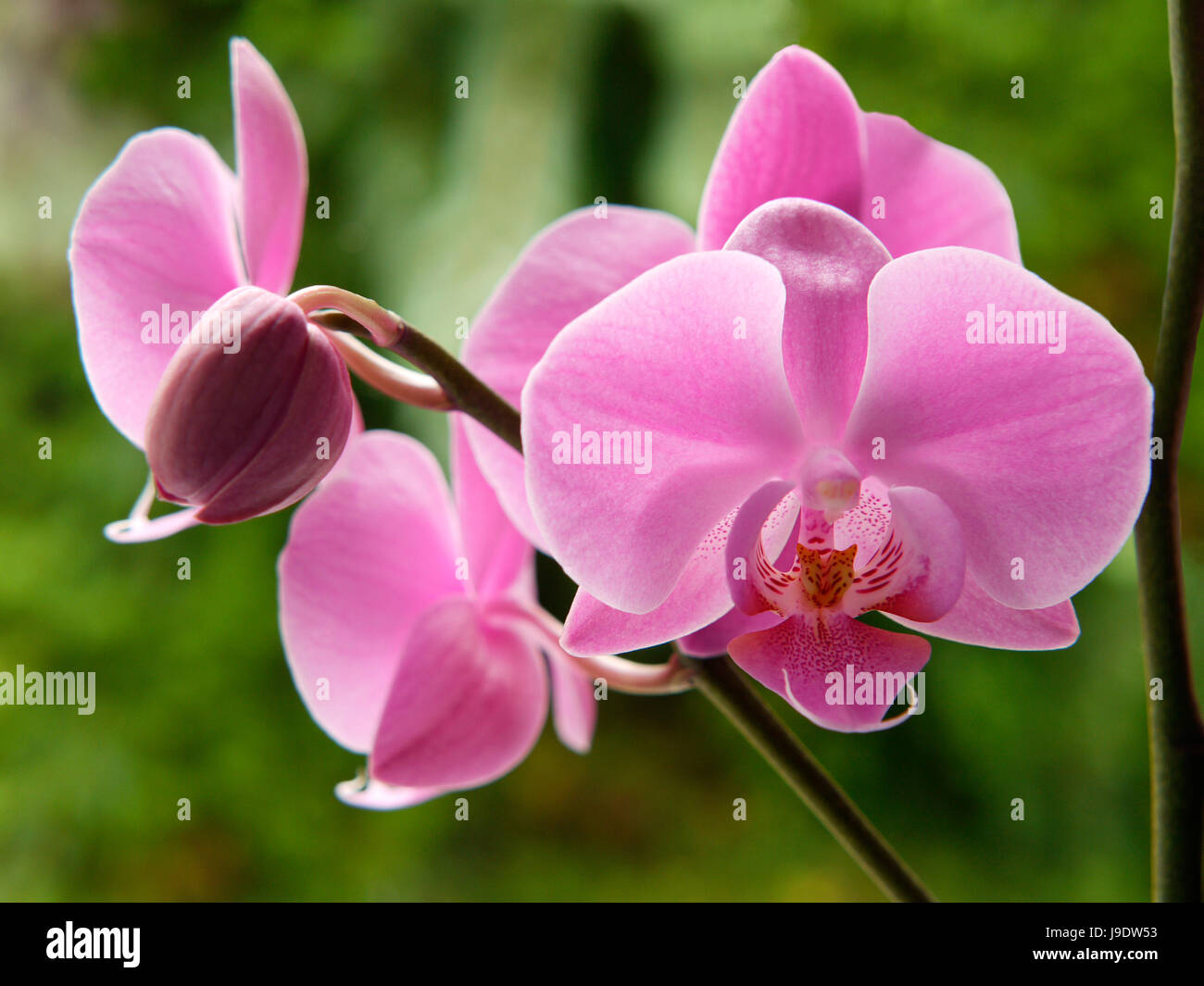 Blume, Pflanze, Blüte, Blüte, blühen, blühende, indoor-Anlage, Orchidee, Stockfoto