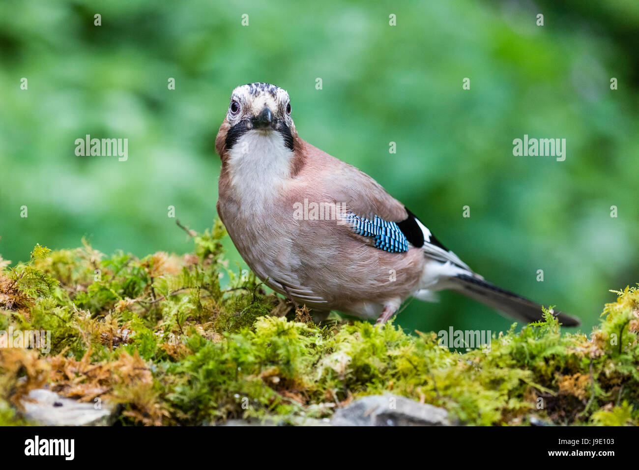 Ein Eichelhäher auf Nahrungssuche im Frühling Stockfoto