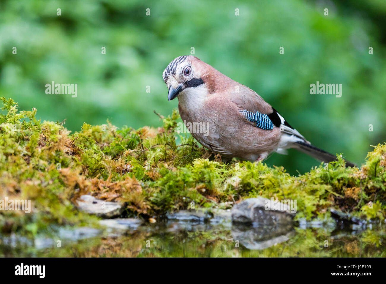 Ein Eichelhäher auf Nahrungssuche im Frühling Stockfoto