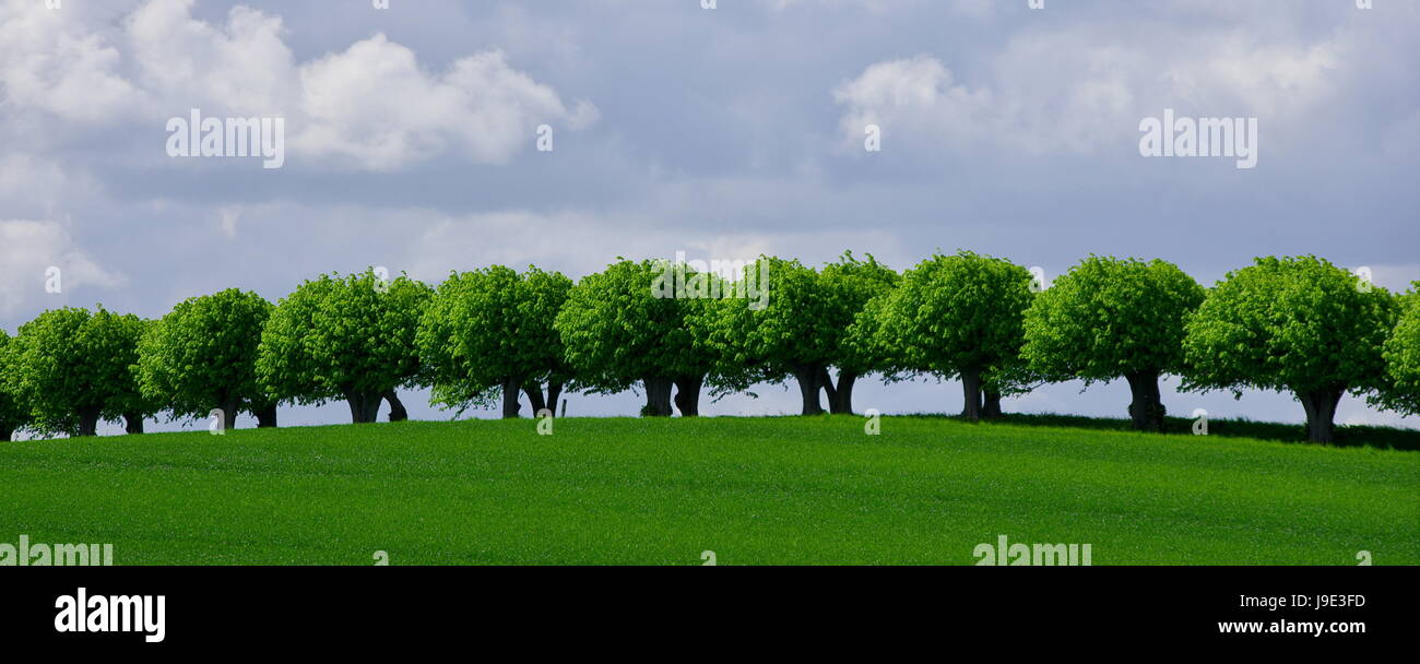 Baum, Bäume, Linde, Avenue, eine Reihe von Kalk, Agrar, Baum, Bäume, Bäume, Stockfoto