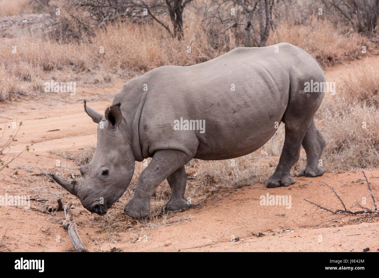 junge Breitmaulnashorn (Ceratotherium Simum) im Busch Stockfoto