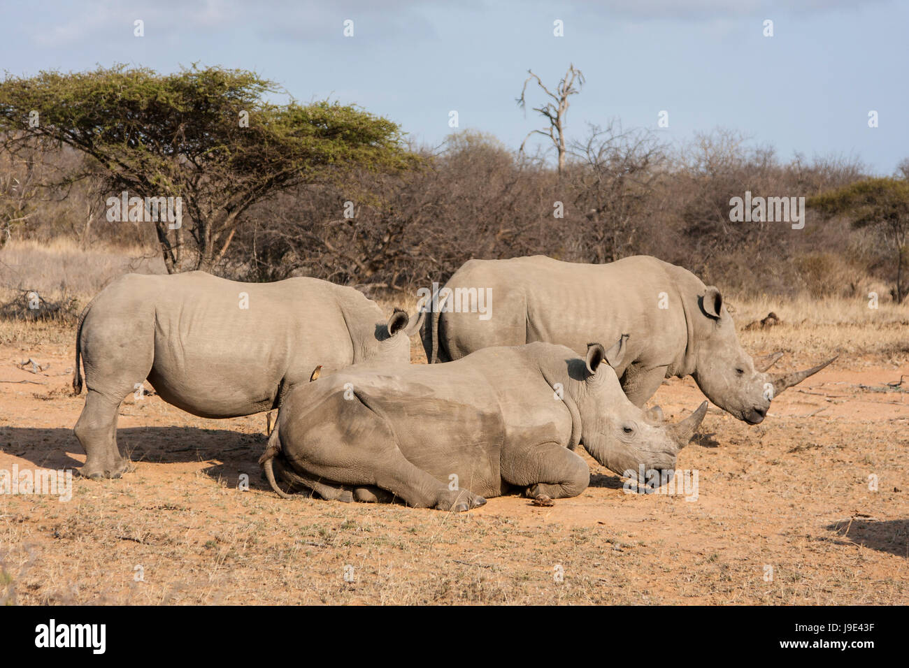 Breitmaulnashorn (Ceratotherium Simum) an der Wasserstelle Stockfoto