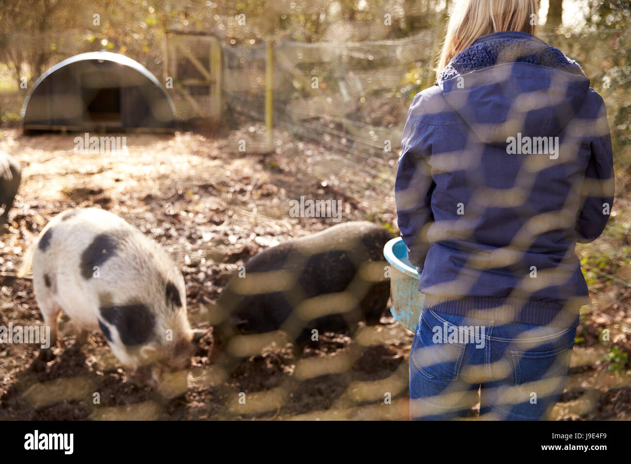 Frau, Fütterung Schweine Schuss durch Drahtzaun Stockfoto