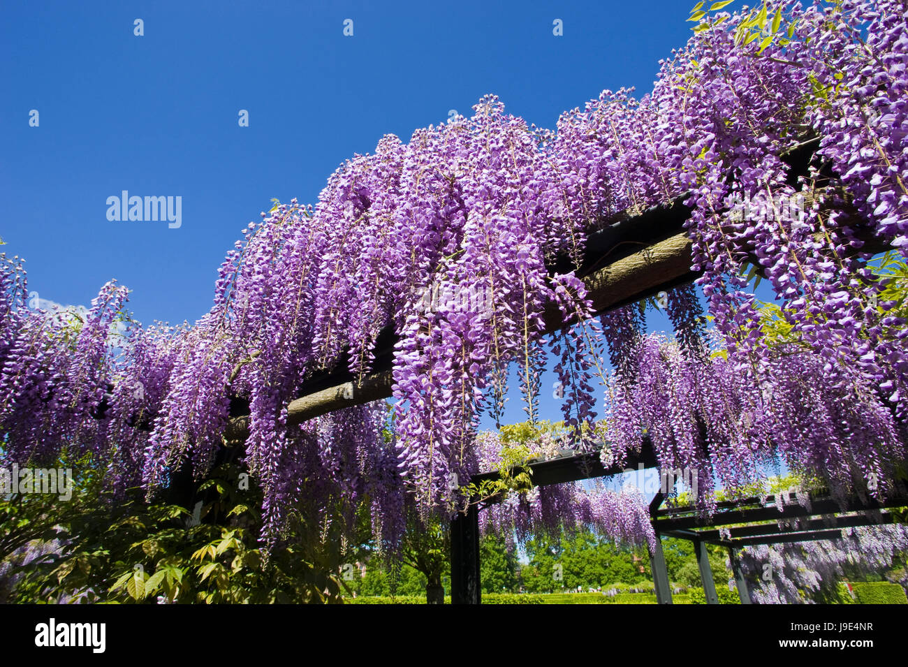 blau, Park, Garten, Blüte, Blüte, blühen, blühende, romantisch, Barock, Stockfoto