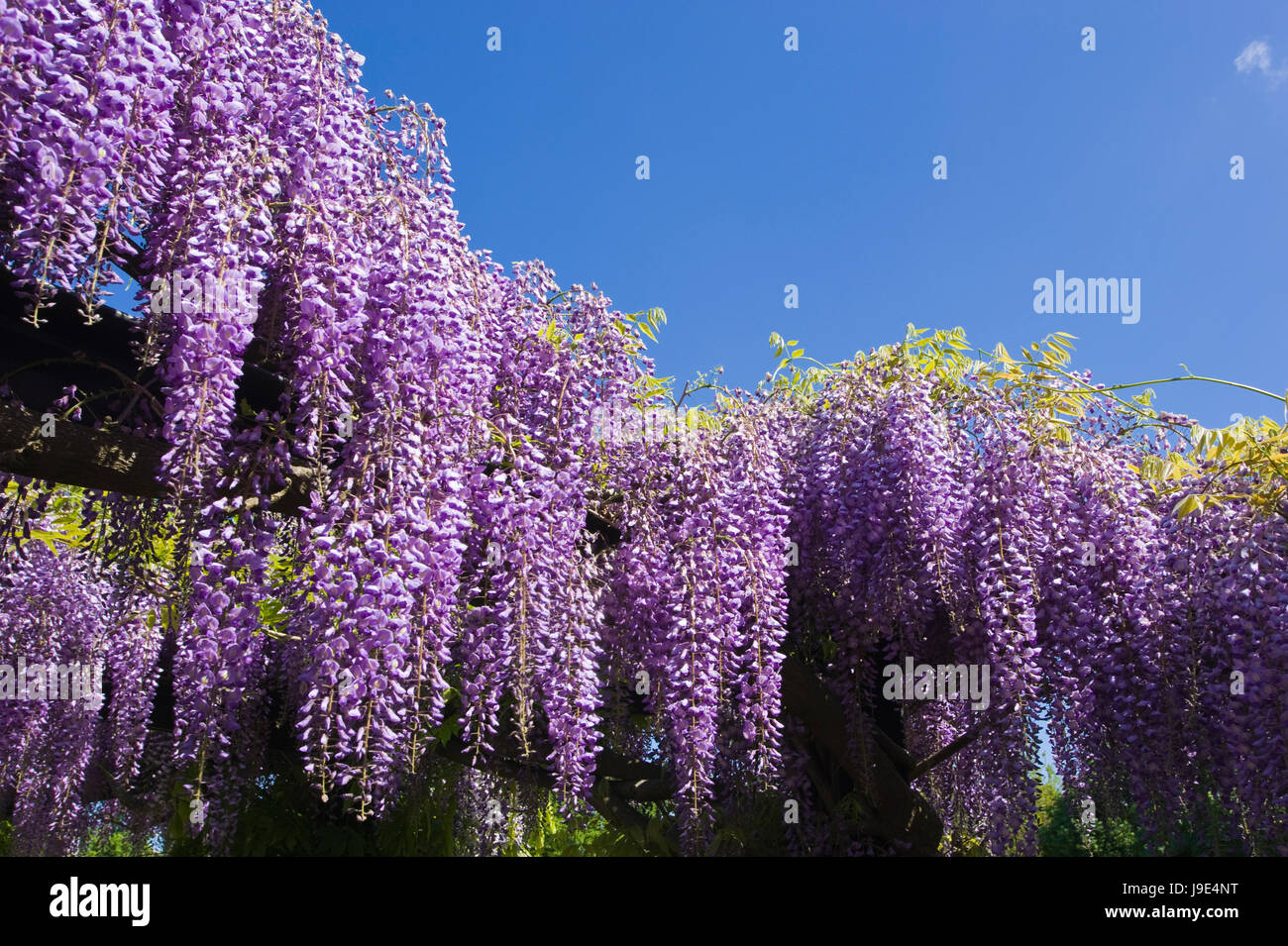 blau, Park, Garten, Blüte, Blüte, blühen, blühende, romantisch, Barock, Stockfoto