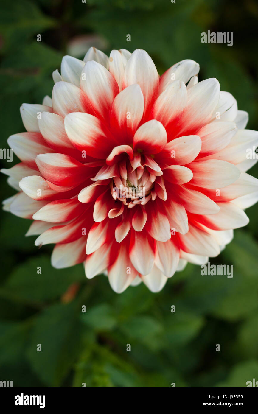 Blume im Blumenbeet Stockfoto