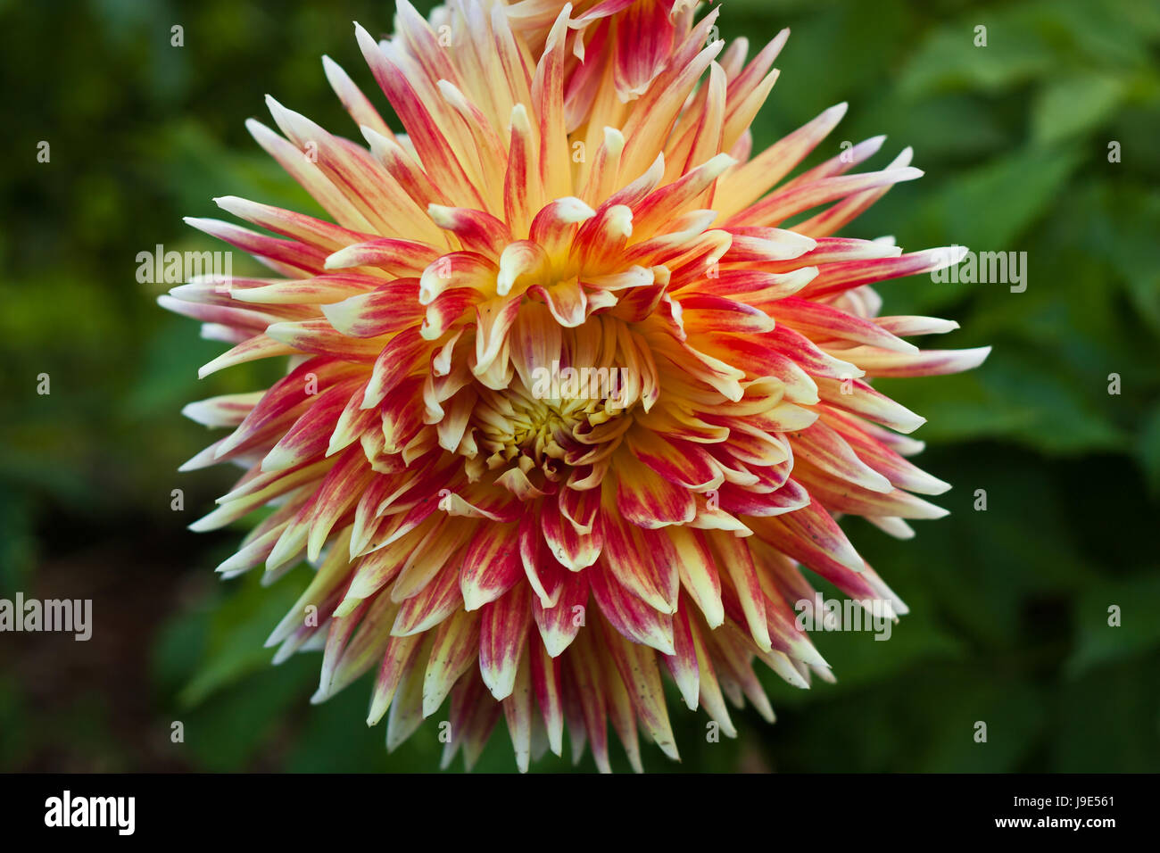 Blatt, Blume, Pflanze, Blumen, Schicht, Glanz, glänzt, helles, lucent, Licht, Stockfoto