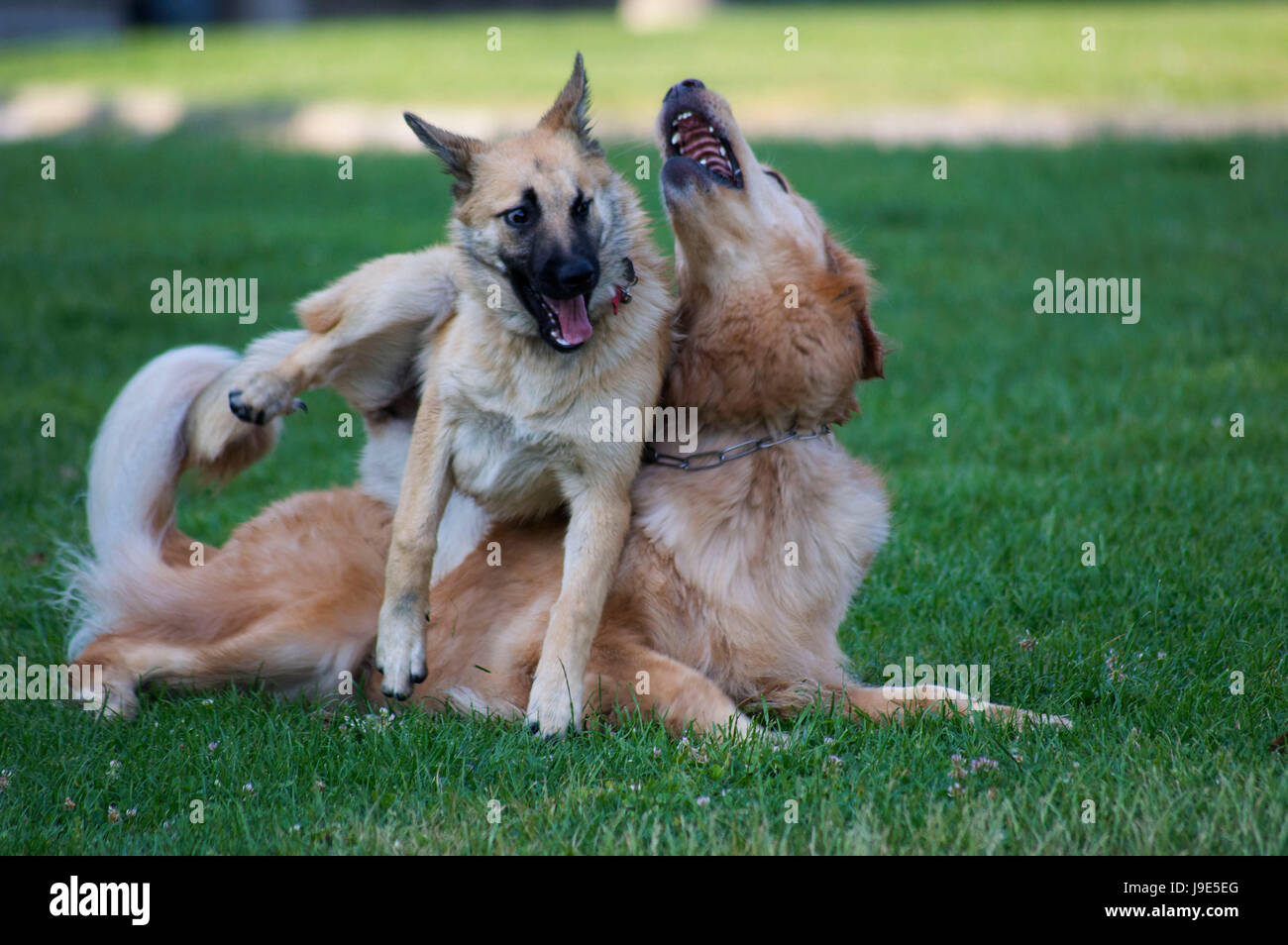 Paar Hunde spielen auf der grünen Wiese Stockfoto