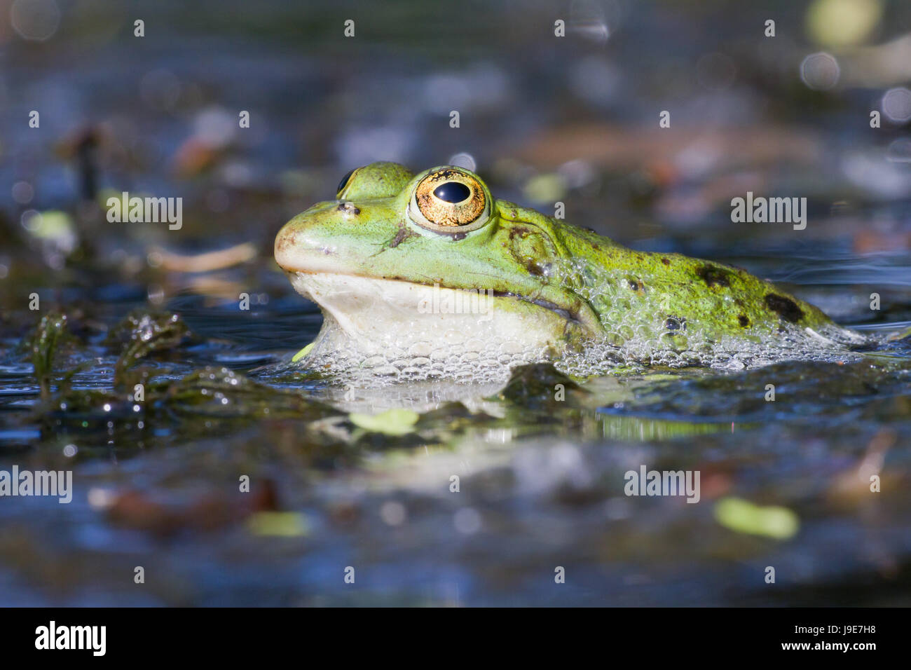 Amphibien, Augen, Amphibien, Frosch, frontal, Amphibien, Augen, Amphibien  Stockfotografie - Alamy